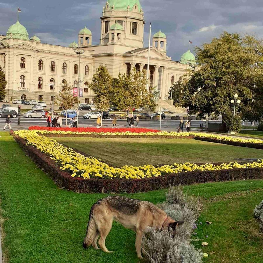 Krunska 6 * Belgrad